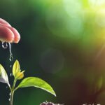 Jeune pousse de plante dans la terre arrosée par une main