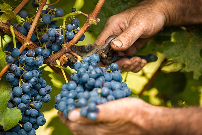 Coupe d'une grappe de raisin sur le pied de vigne